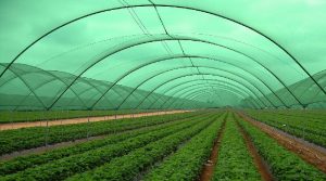 agro shade net manufacturer from Gujarat, garden shade net boom for terrace gardening