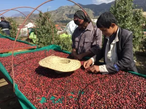 coffee harvesting tables, coffee beans are kept on sunsafe agro shade net for 20 days for drying.