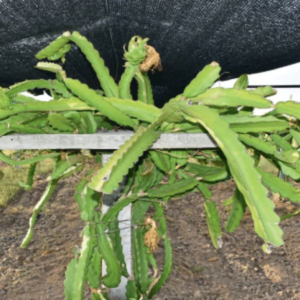 Empowering Dragon Fruit Farmers: The Essential Role of Shade Net for Dragon Fruit.